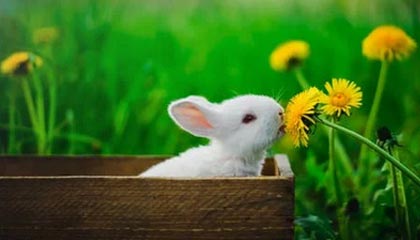 hth-北汽男篮今日迎战四川 新援麦基表现受期待